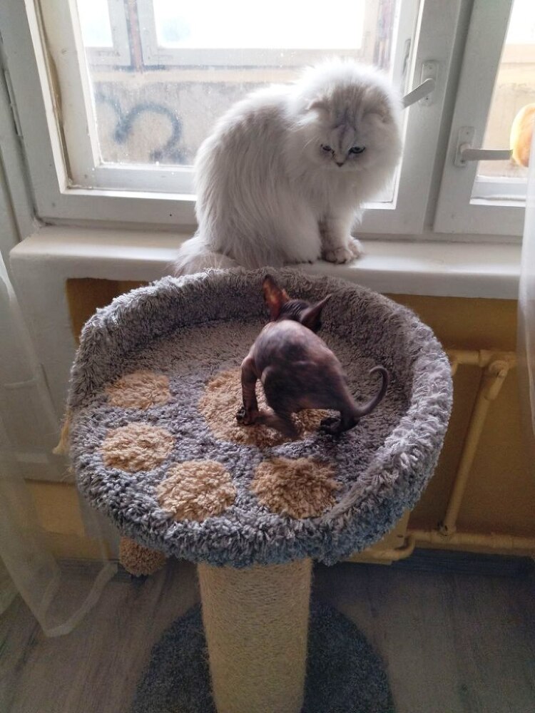 Соль с перцем, или Полгода из жизни кошкоматери - _1.jpg