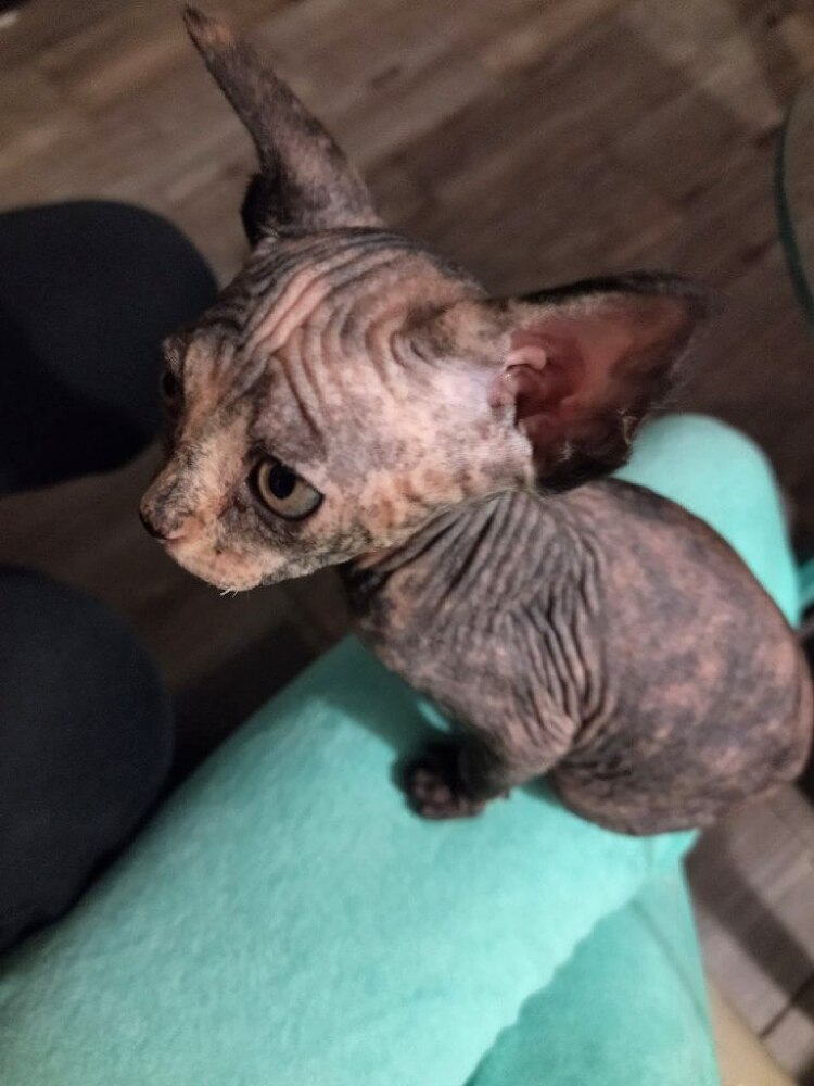 Соль с перцем, или Полгода из жизни кошкоматери - _2.jpg