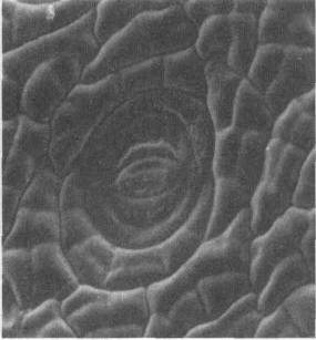 Культура кактусов - _26.jpg