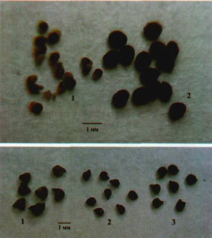 Культура кактусов - _277.jpg