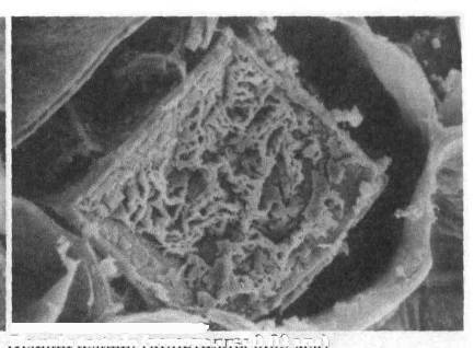 Культура кактусов - _29.jpg