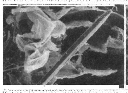 Культура кактусов - _30.jpg