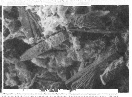 Культура кактусов - _31.jpg