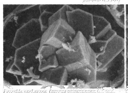 Культура кактусов - _32.jpg