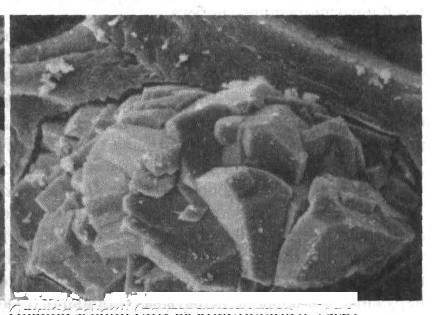 Культура кактусов - _33.jpg