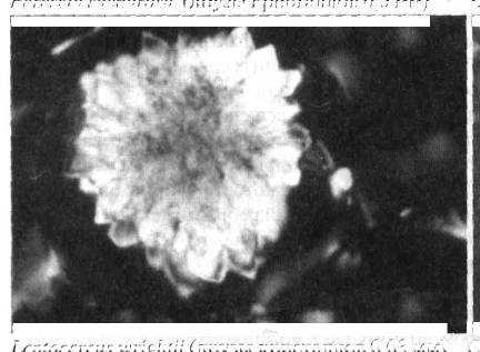 Культура кактусов - _34.jpg