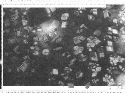 Культура кактусов - _35.jpg