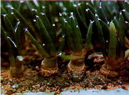 Культура кактусов - _350.jpg