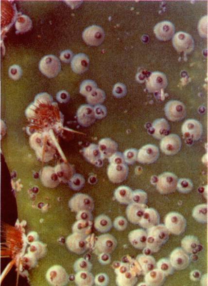 Культура кактусов - _412.jpg