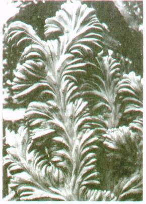 Культура кактусов - _48.jpg