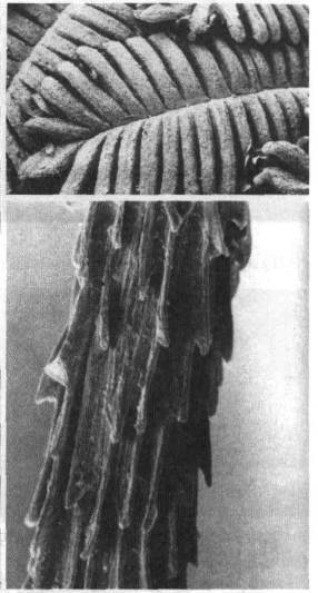 Культура кактусов - _63.jpg