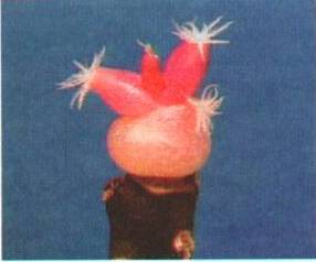 Культура кактусов - _90.jpg