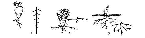 Культура кактусов - _1.jpg