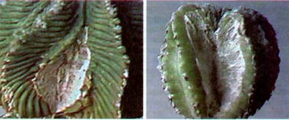 Культура кактусов - _107.jpg