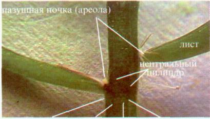 Культура кактусов - _11.jpg