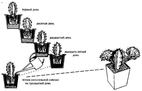Культура кактусов - _110.jpg