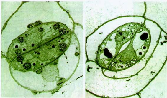 Культура кактусов - _113.jpg