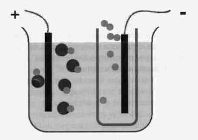 Культура кактусов - _117.jpg