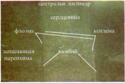 Культура кактусов - _12.jpg