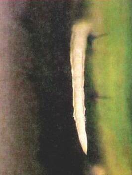 Культура кактусов - _122.jpg