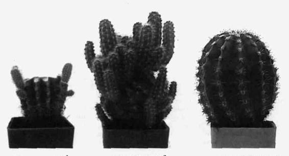 Культура кактусов - _127.jpg