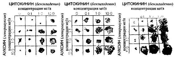 Культура кактусов - _128.jpg