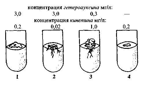 Культура кактусов - _129.jpg