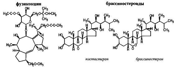 Культура кактусов - _130.jpg