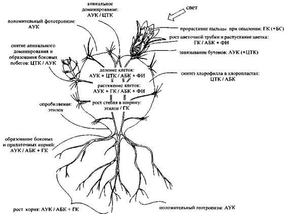 Культура кактусов - _133.jpg