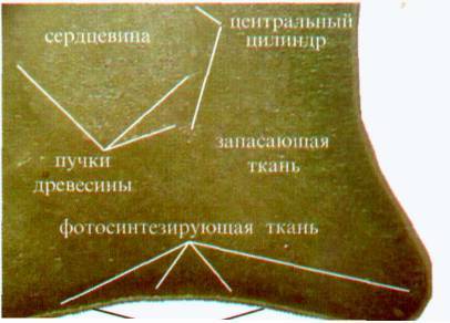 Культура кактусов - _14.jpg