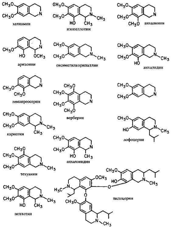 Культура кактусов - _147.jpg