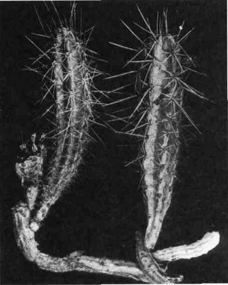 Культура кактусов - _148.jpg