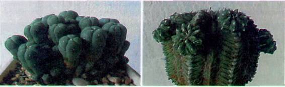 Культура кактусов - _149.jpg