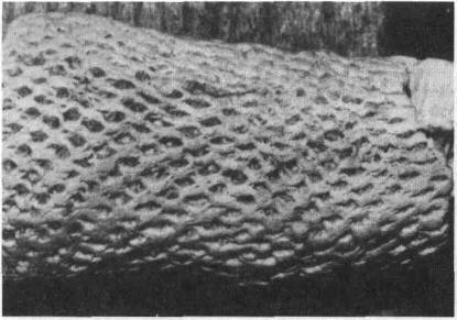 Культура кактусов - _15.jpg