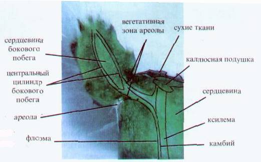 Культура кактусов - _153.jpg