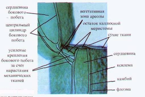 Культура кактусов - _155.jpg