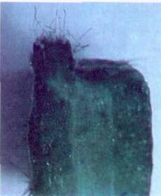 Культура кактусов - _156.jpg