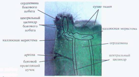 Культура кактусов - _157.jpg