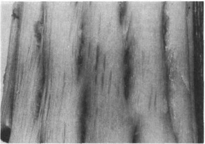 Культура кактусов - _16.jpg