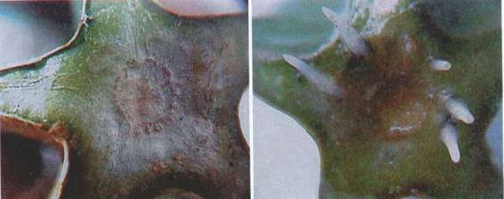 Культура кактусов - _163.jpg