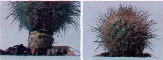 Культура кактусов - _166.jpg