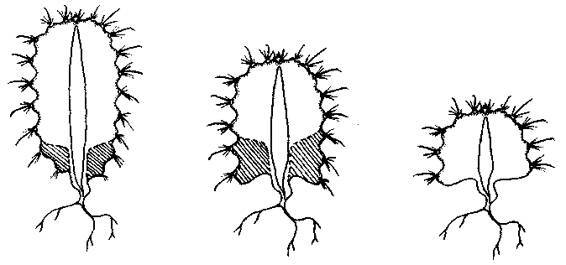 Культура кактусов - _168.jpg