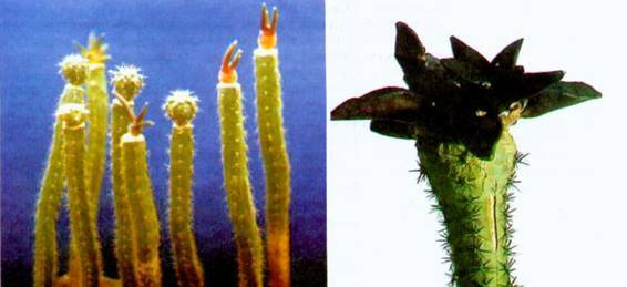 Культура кактусов - _169.jpg