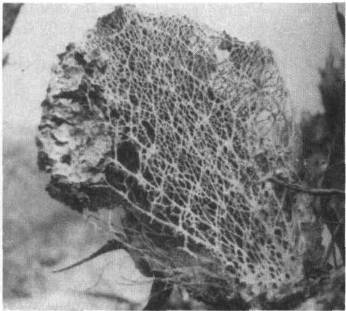 Культура кактусов - _17.jpg