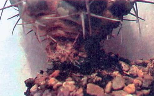 Культура кактусов - _171.jpg