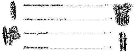 Культура кактусов - _173.jpg