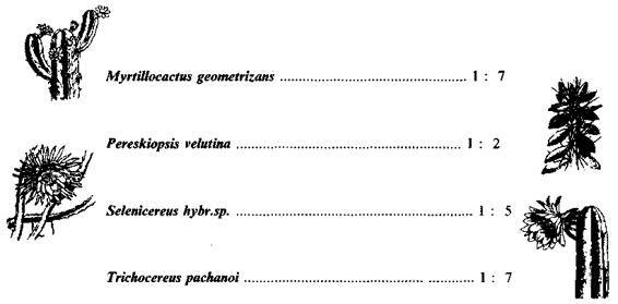 Культура кактусов - _174.jpg