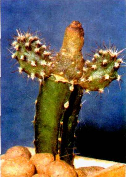 Культура кактусов - _175.jpg