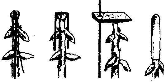 Культура кактусов - _177.jpg