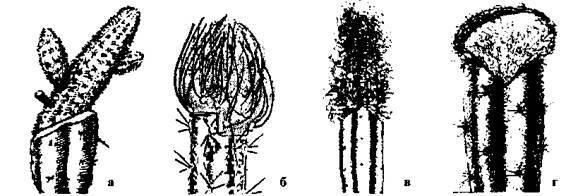 Культура кактусов - _178.jpg
